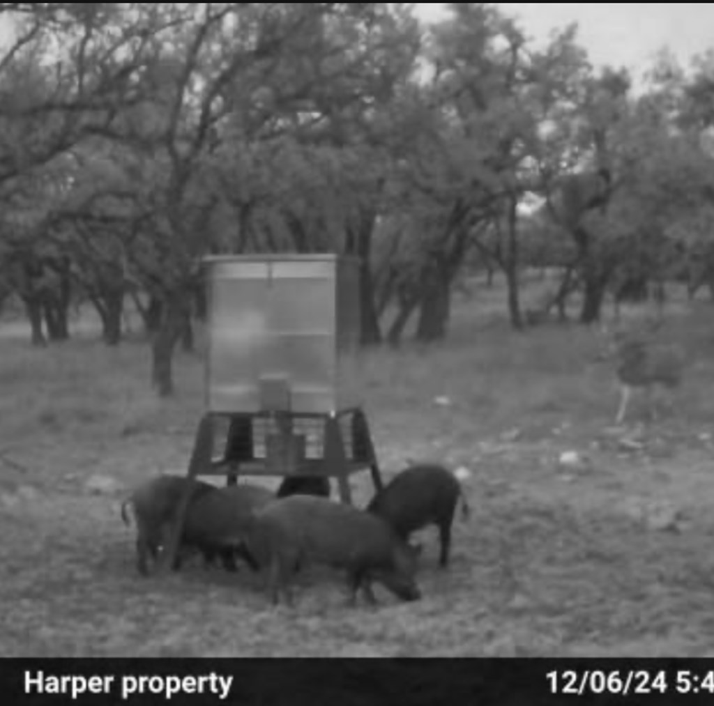 0 Stevens Ranch Road Harper, TX 78631 - Photo 23 of 31 a view of a dry yard