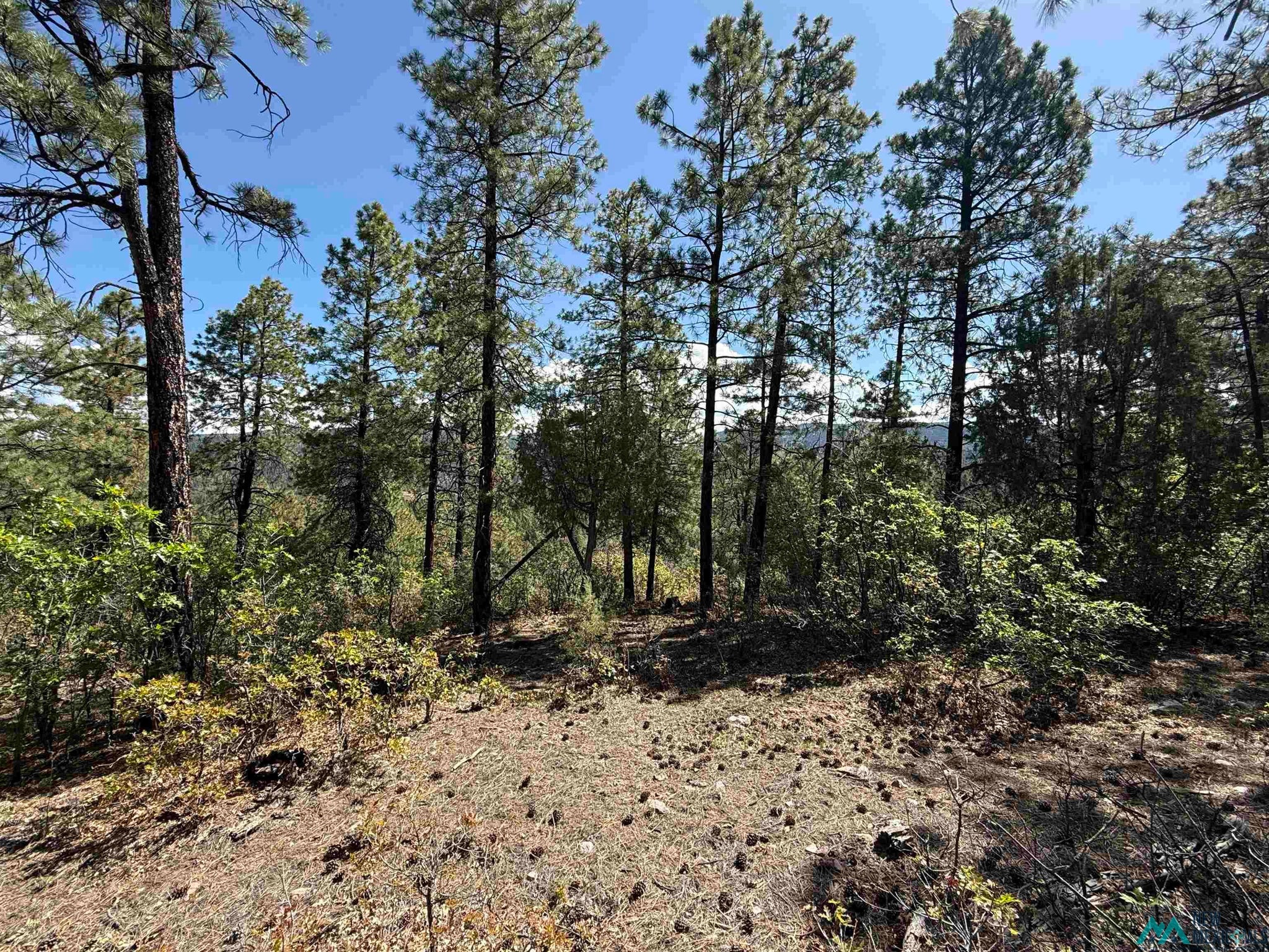 Buckman Road Chama, NM 87520 - Photo 6 of 11 Gallery Image 6