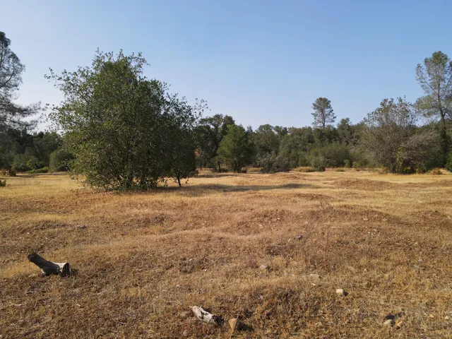 a view of yard with trees