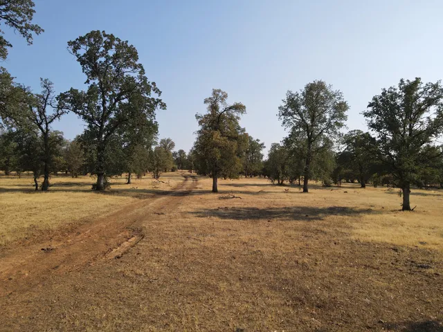 a view of a field with trees in background