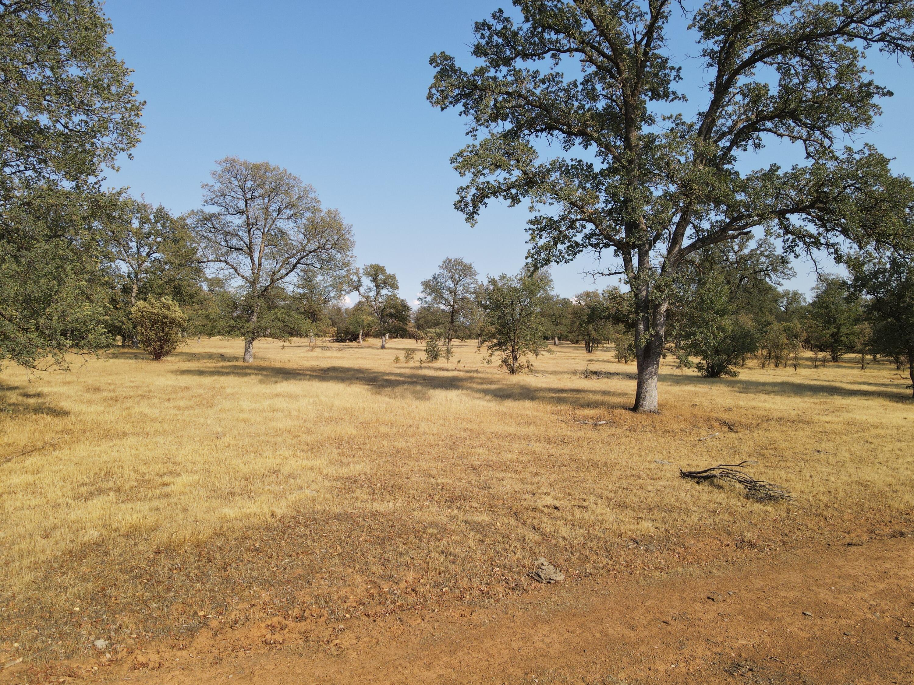 Old Oregon Trail Redding, CA 96002 - Photo 17 of 51 a view of yard with trees