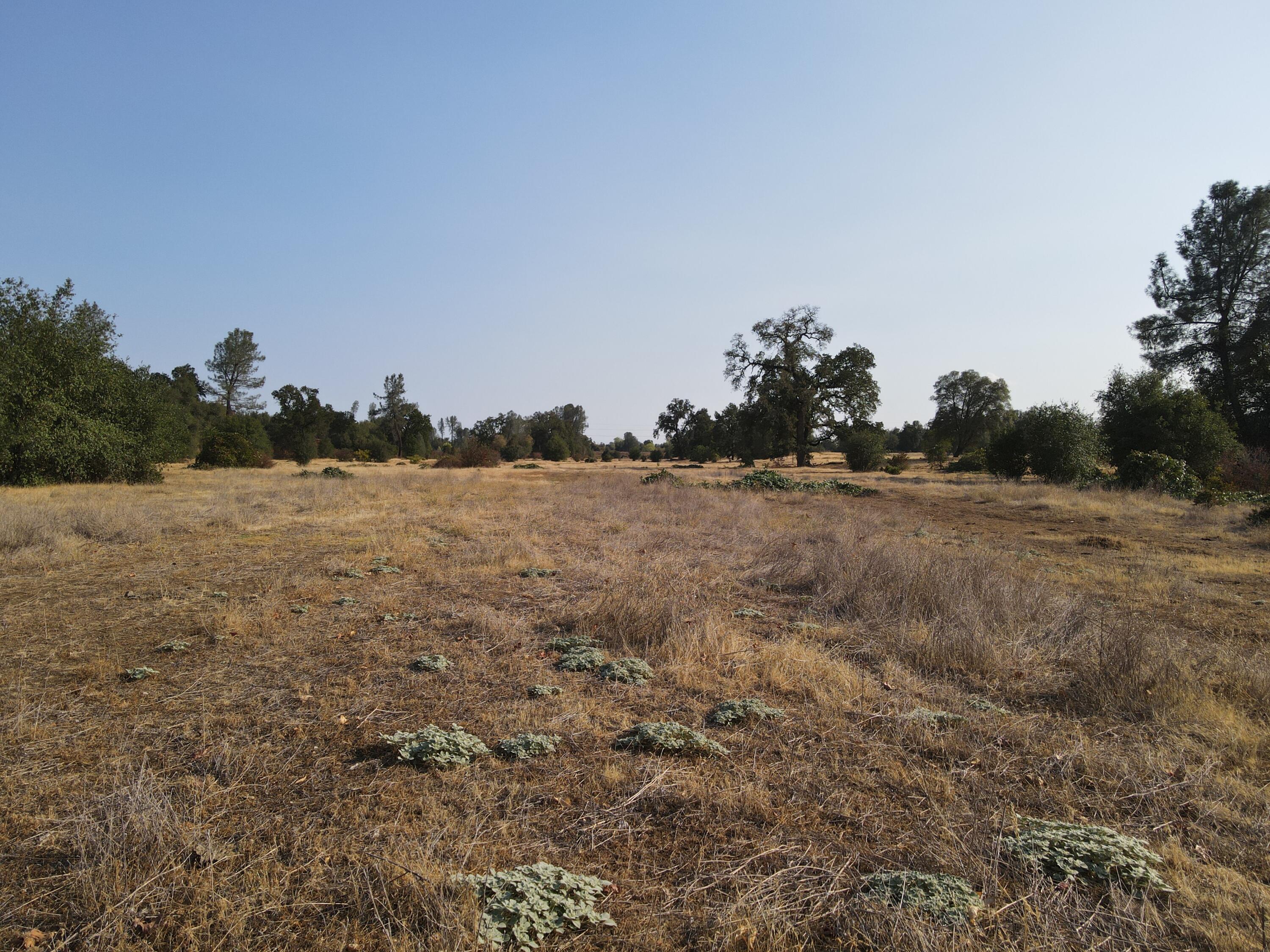 Old Oregon Trail Redding, CA 96002 - Photo 27 of 51 a view of a field with trees in background