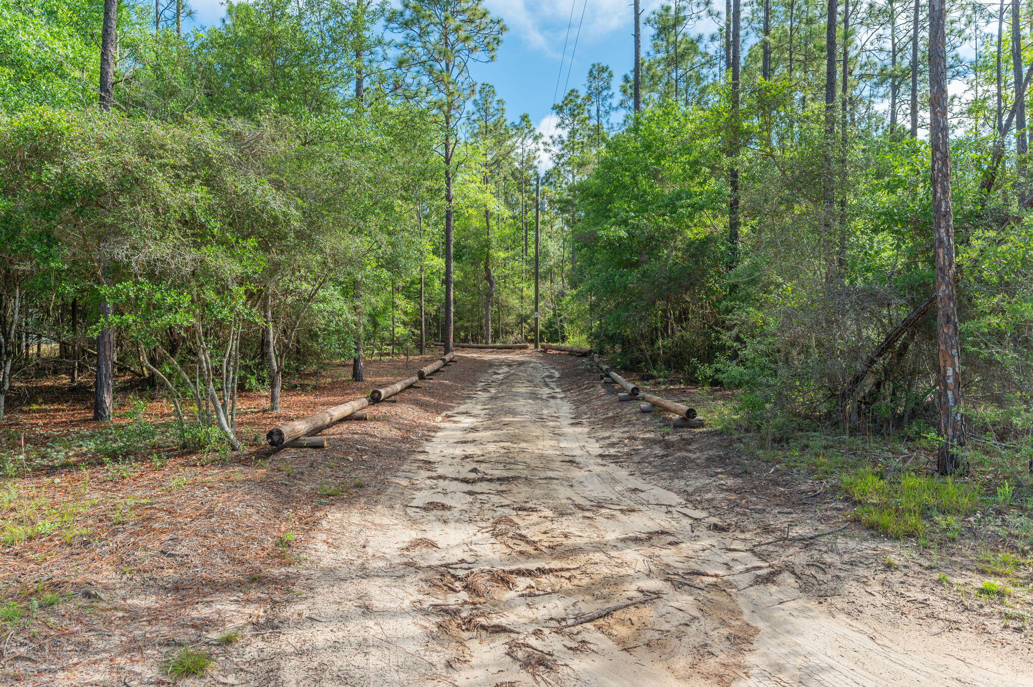 4449 Yellow Bluff Road Crestview, FL 32539 - Photo 18 of 42 a view of a forest with trees in the background