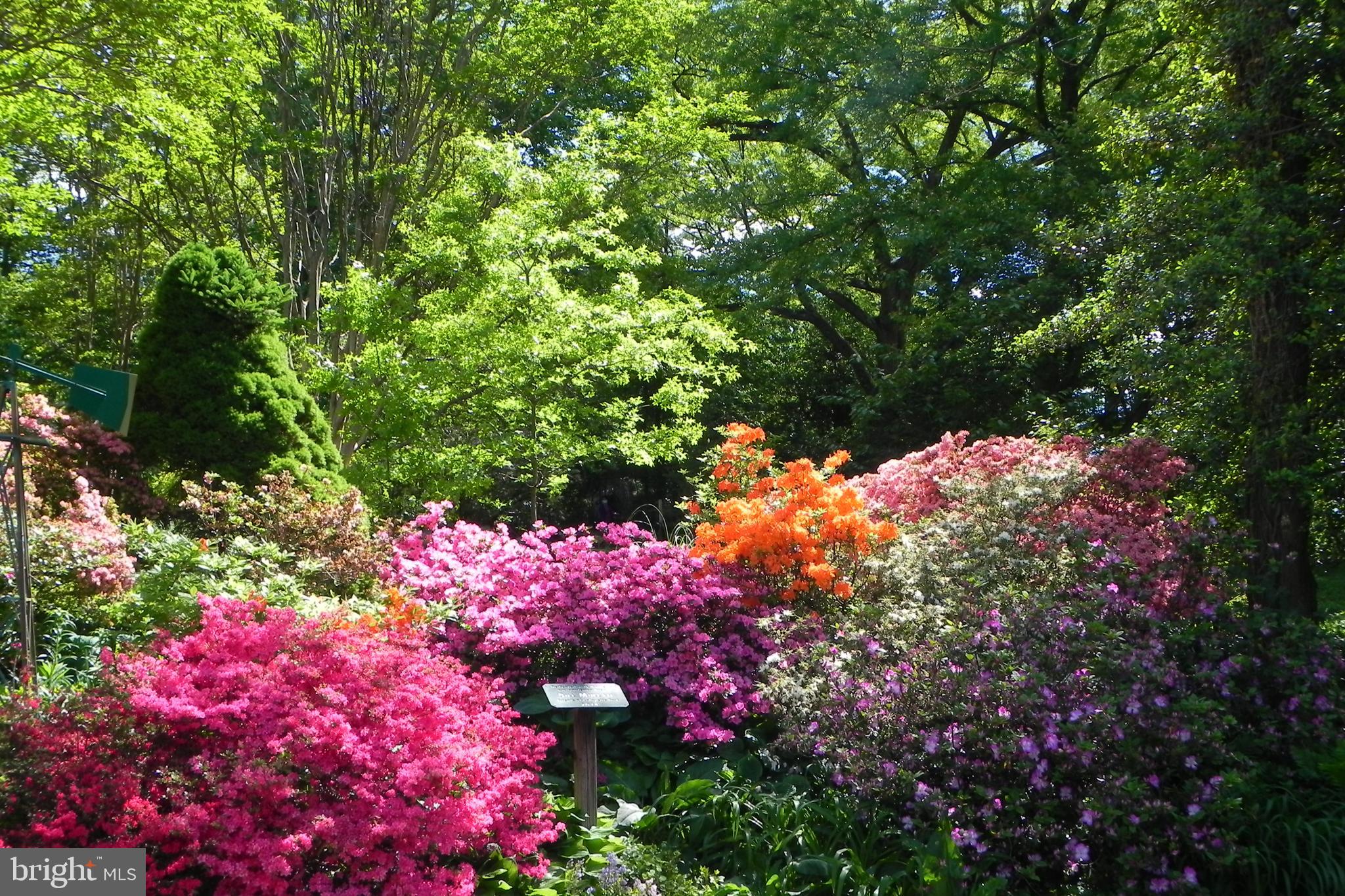 5918 Broad Branch Road Northwest Washington, DC 20015 - Photo 44 of 44 Stunning Azaleas Lafayette Park