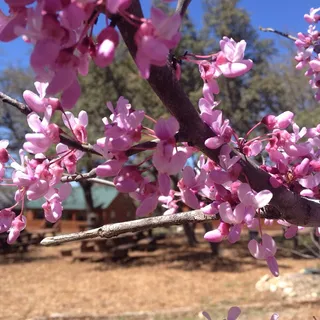 $3,995,000 | 4032 Ranch Road 3232, Johnson City, TX 78636