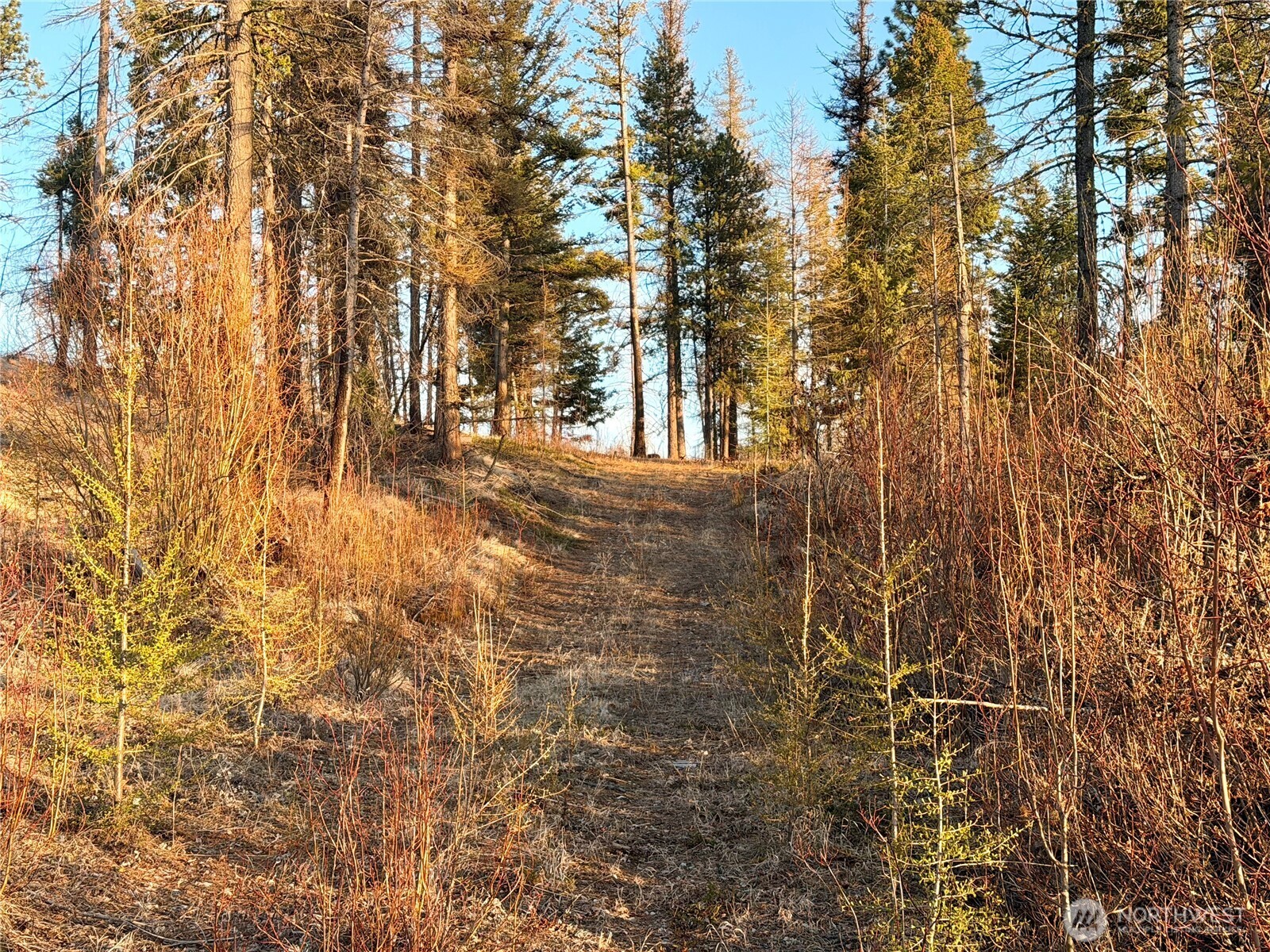 213 Crawfish Vista Riverside, WA 98849 - Photo 17 of 25 a view of forest