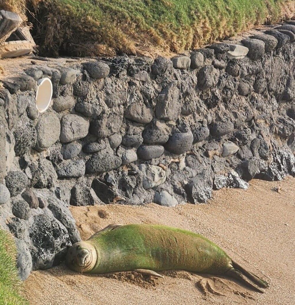 3875 Lower Honoapiilani Road, Unit A206 Lahaina, HI 96761 - Photo 19 of 25