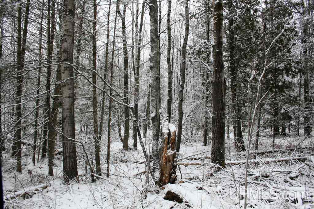 Tbd Hietanen Road Iron River, MI 49935 - Photo 10 of 10 Gallery Image 10