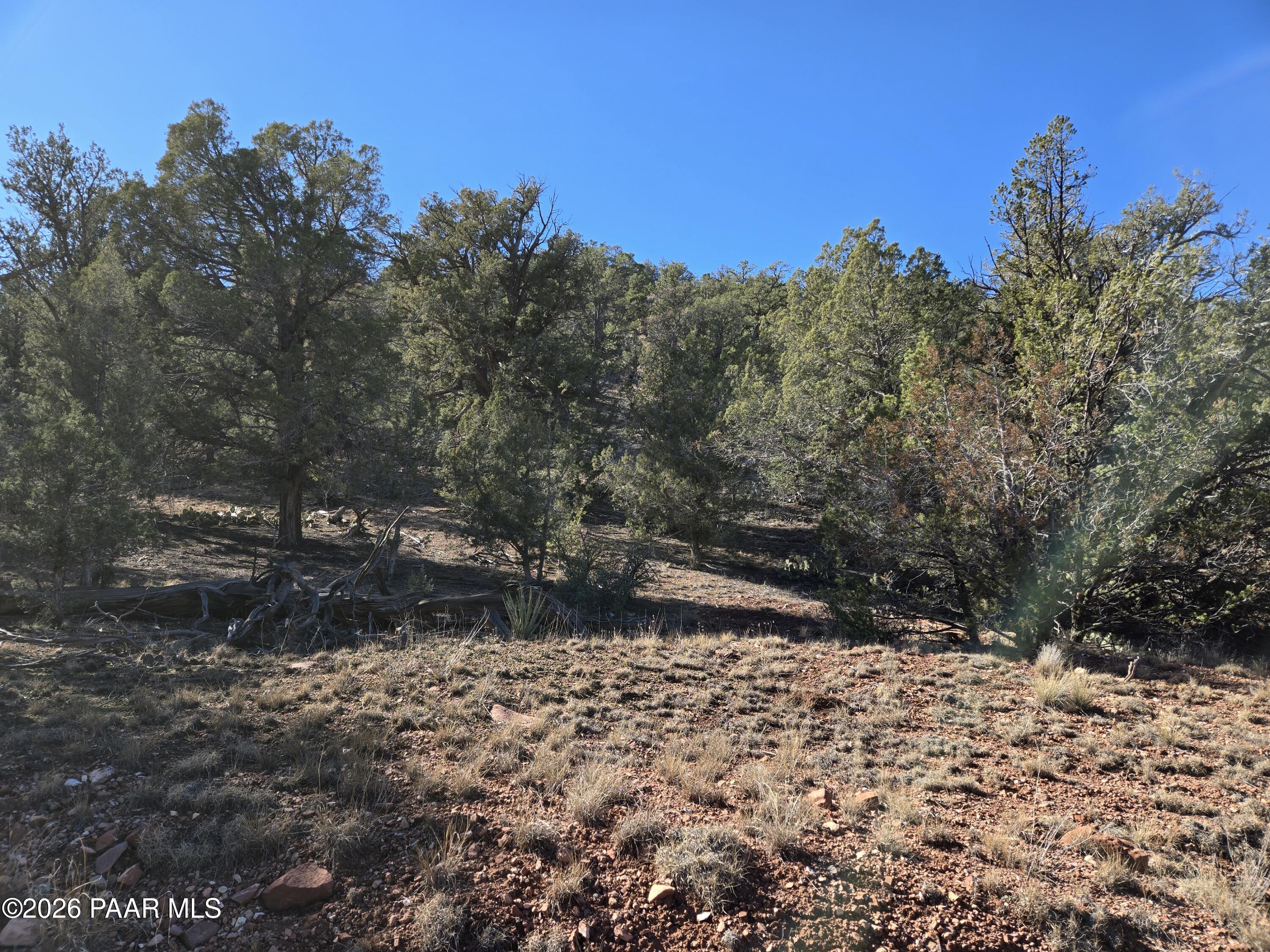 133 Arizona Road Ash Fork, AZ 86320 - Photo 13 of 21 a view of a dry yard with trees