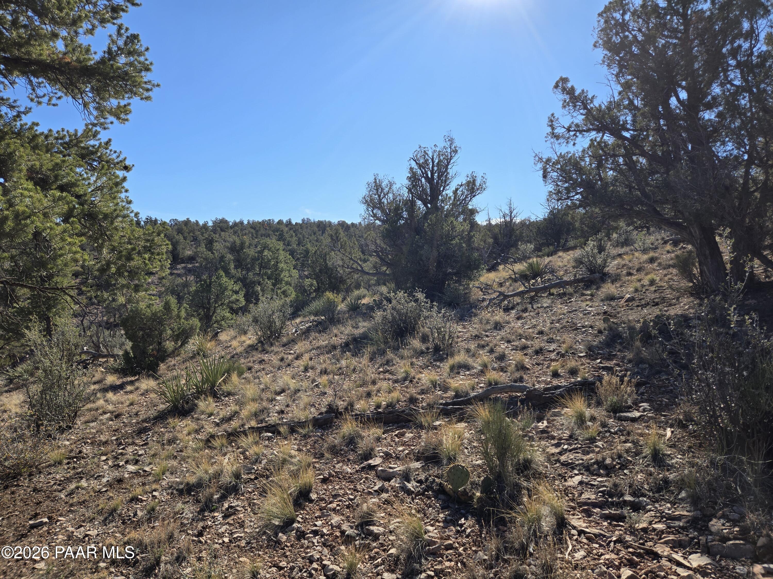 133 Arizona Road Ash Fork, AZ 86320 - Photo 14 of 21 a view of a forest with a tree