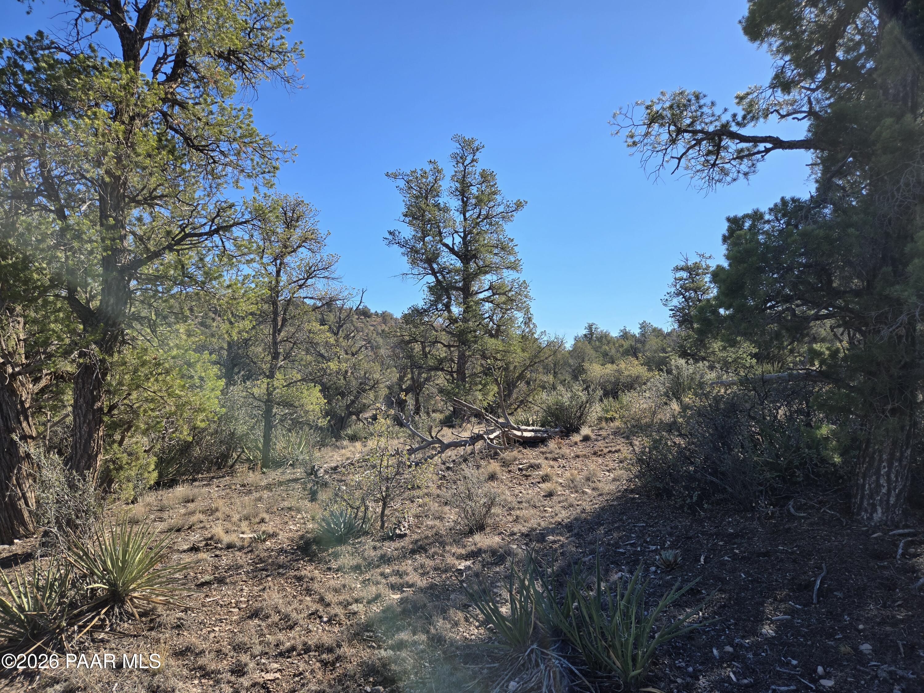 133 Arizona Road Ash Fork, AZ 86320 - Photo 19 of 21 a view of a tree in a yard