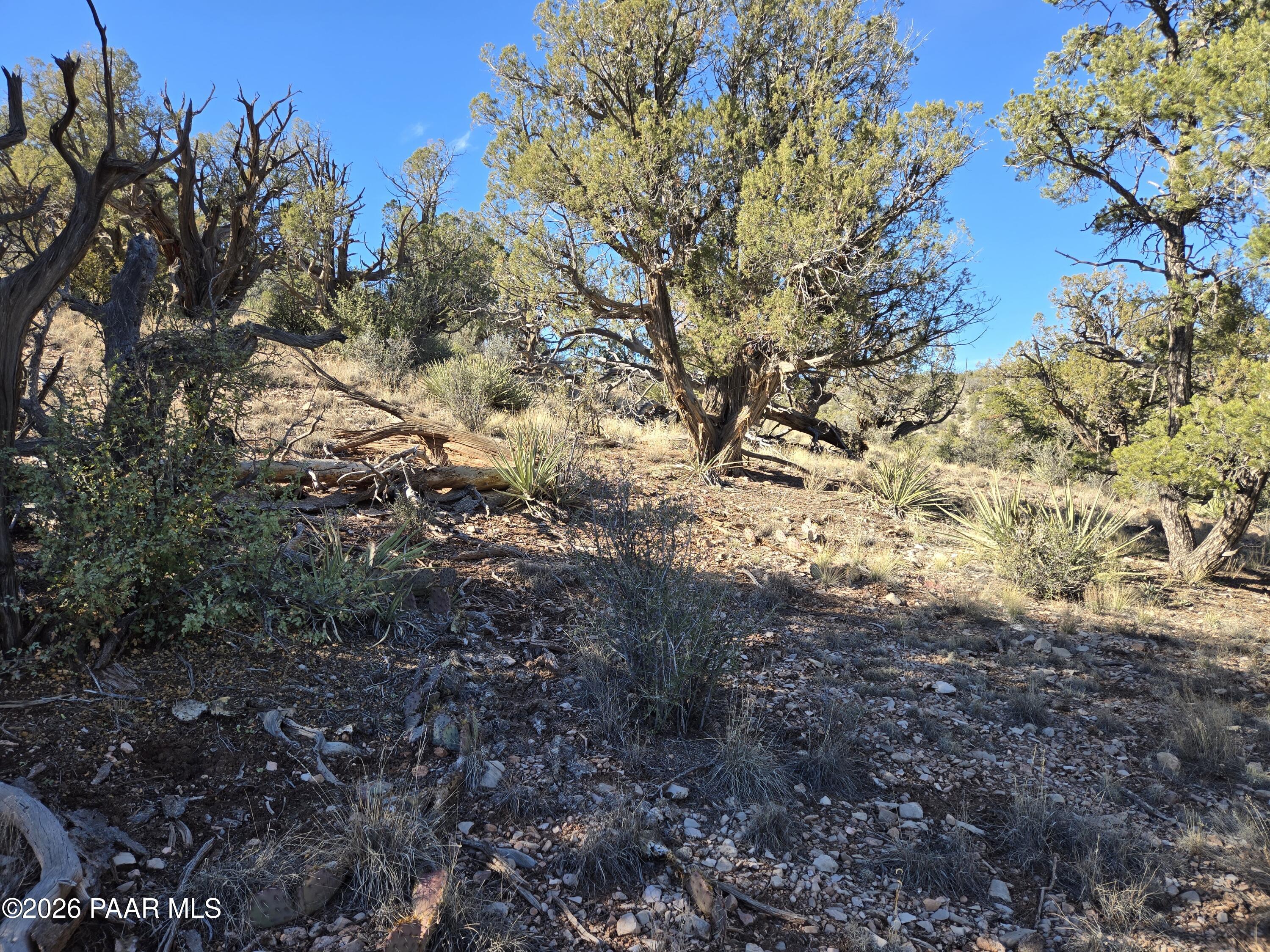 133 Arizona Road Ash Fork, AZ 86320 - Photo 4 of 21 a view of a yard with a tree