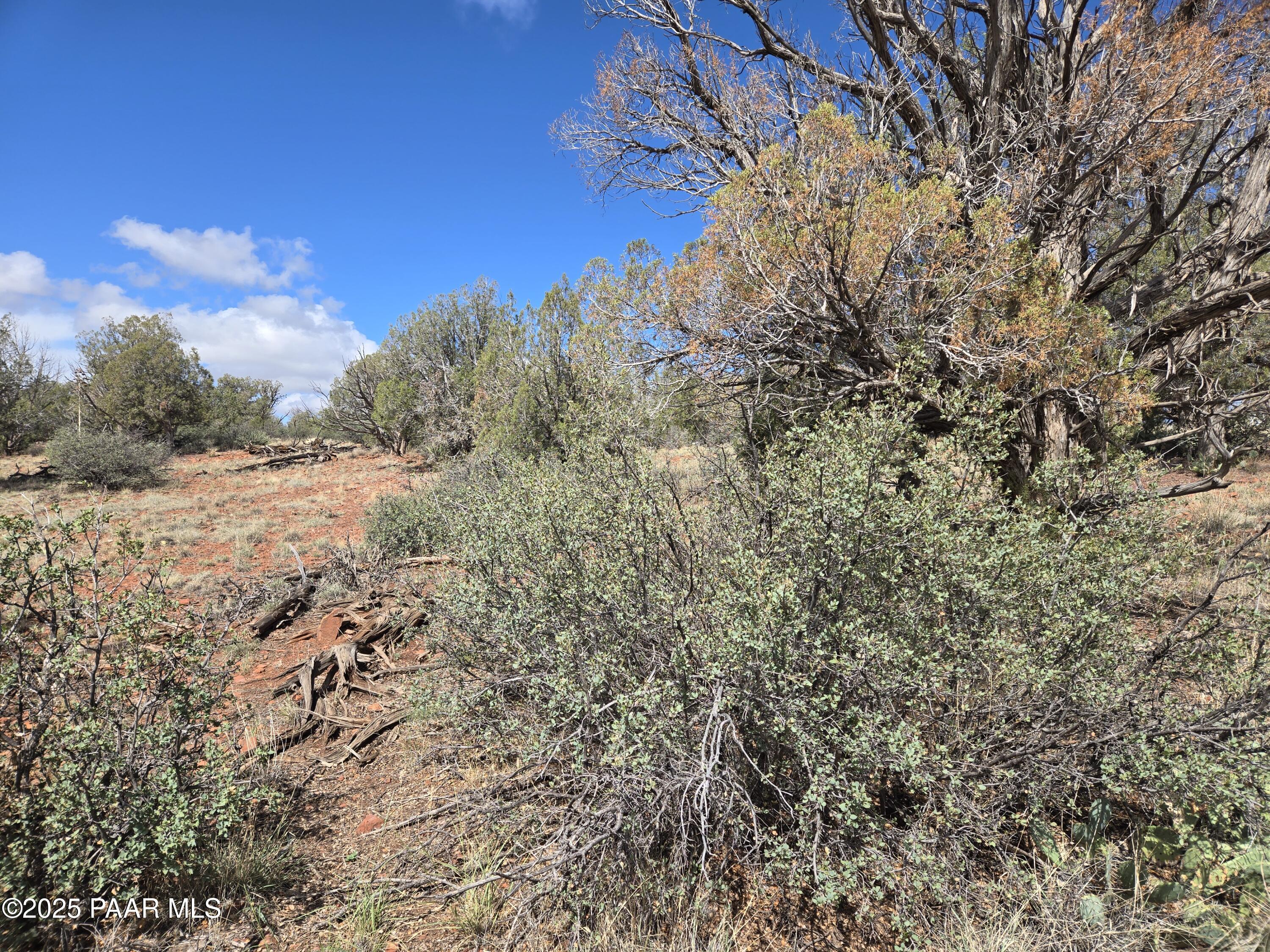 133 Arizona Road Ash Fork, AZ 86320 - Photo 7 of 21 a view of a yard with a tree