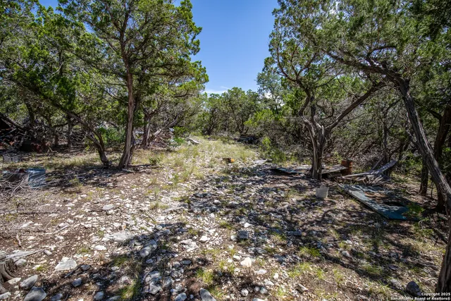a view of a forest with trees in the background