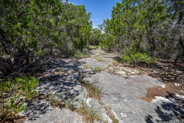 a plant that is in a yard