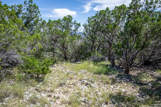 a view of a yard with plants and a trees