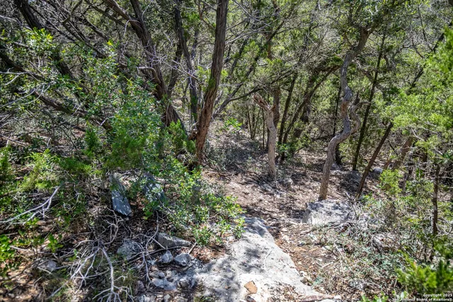 a view of a yard with plants and trees