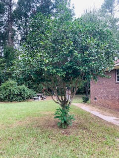 211 Ordie Road St. George, SC 29477 - Photo 27 of 31 unnamed (7)