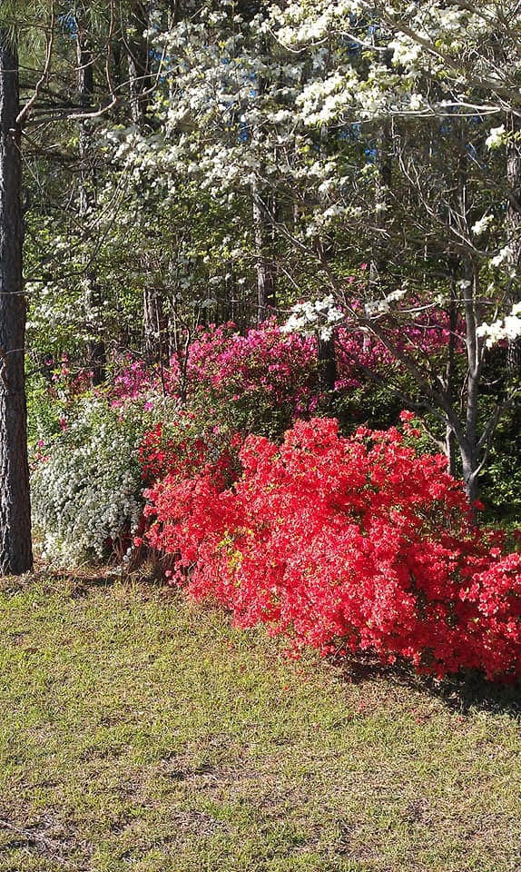 211 Ordie Road St. George, SC 29477 - Photo 29 of 31 unnamed (9)