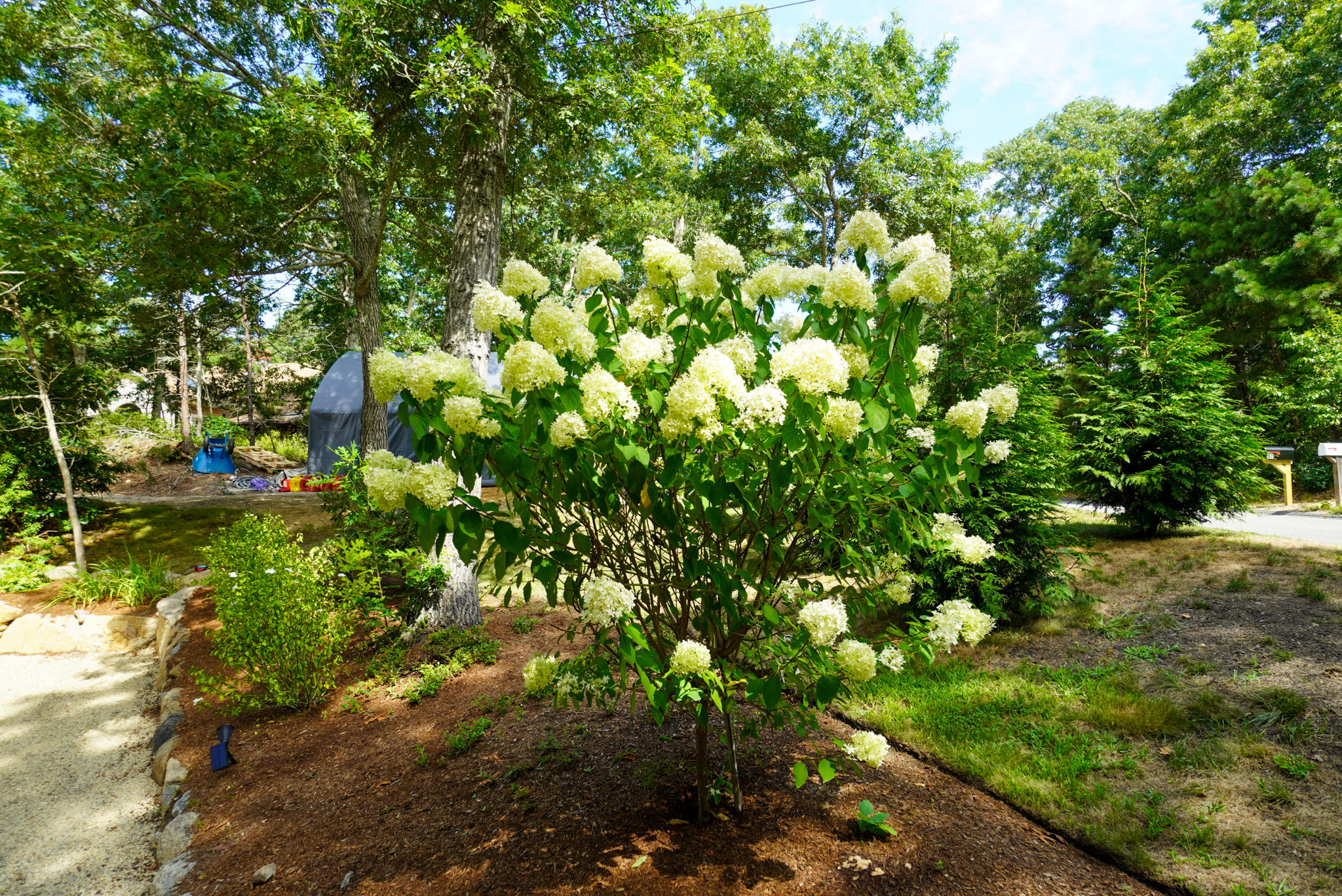 92 Springhill Road Vineyard Haven, MA 02568 - Photo 14 of 38 a view of a tree