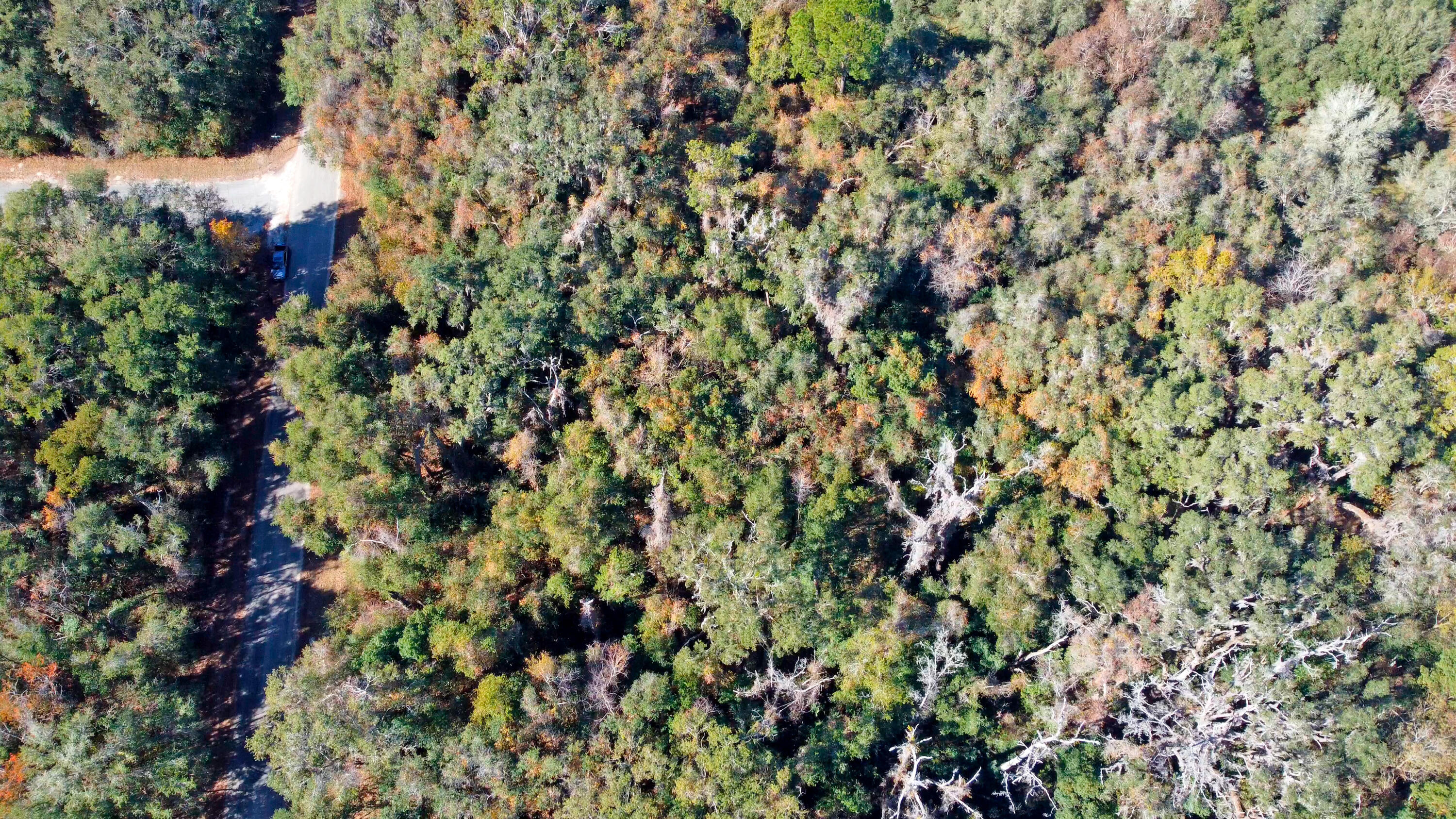 717 East Noah Lane Citrus Springs, FL 34434 - Photo 17 of 23 a view of a tree