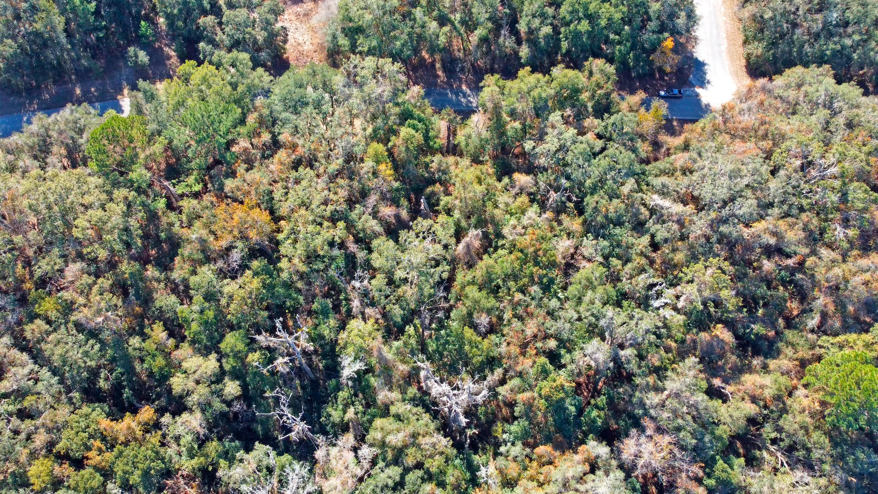 717 East Noah Lane Citrus Springs, FL 34434 - Photo 19 of 23 a view of a lush green field