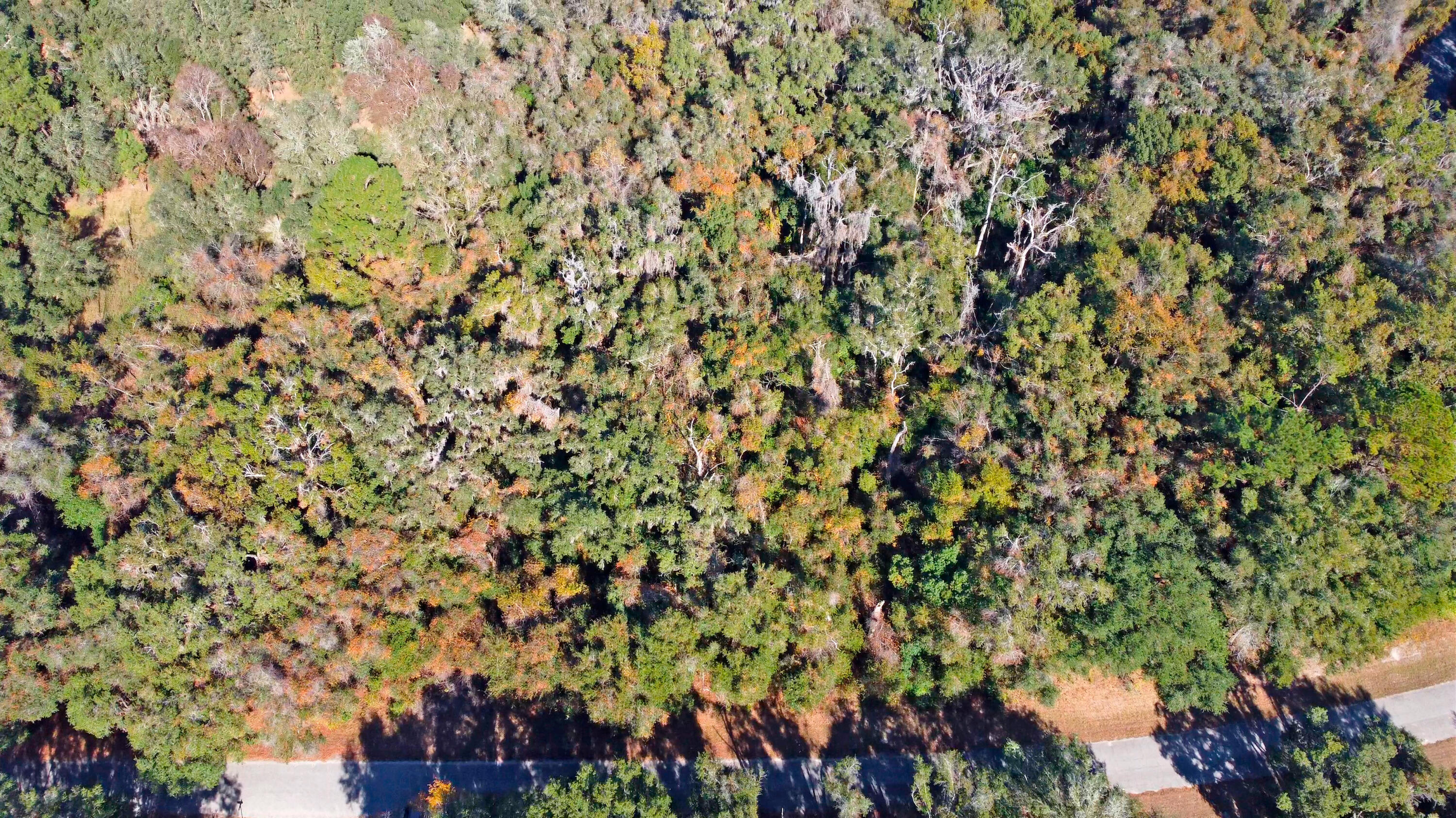 717 East Noah Lane Citrus Springs, FL 34434 - Photo 21 of 23 a view of a tree