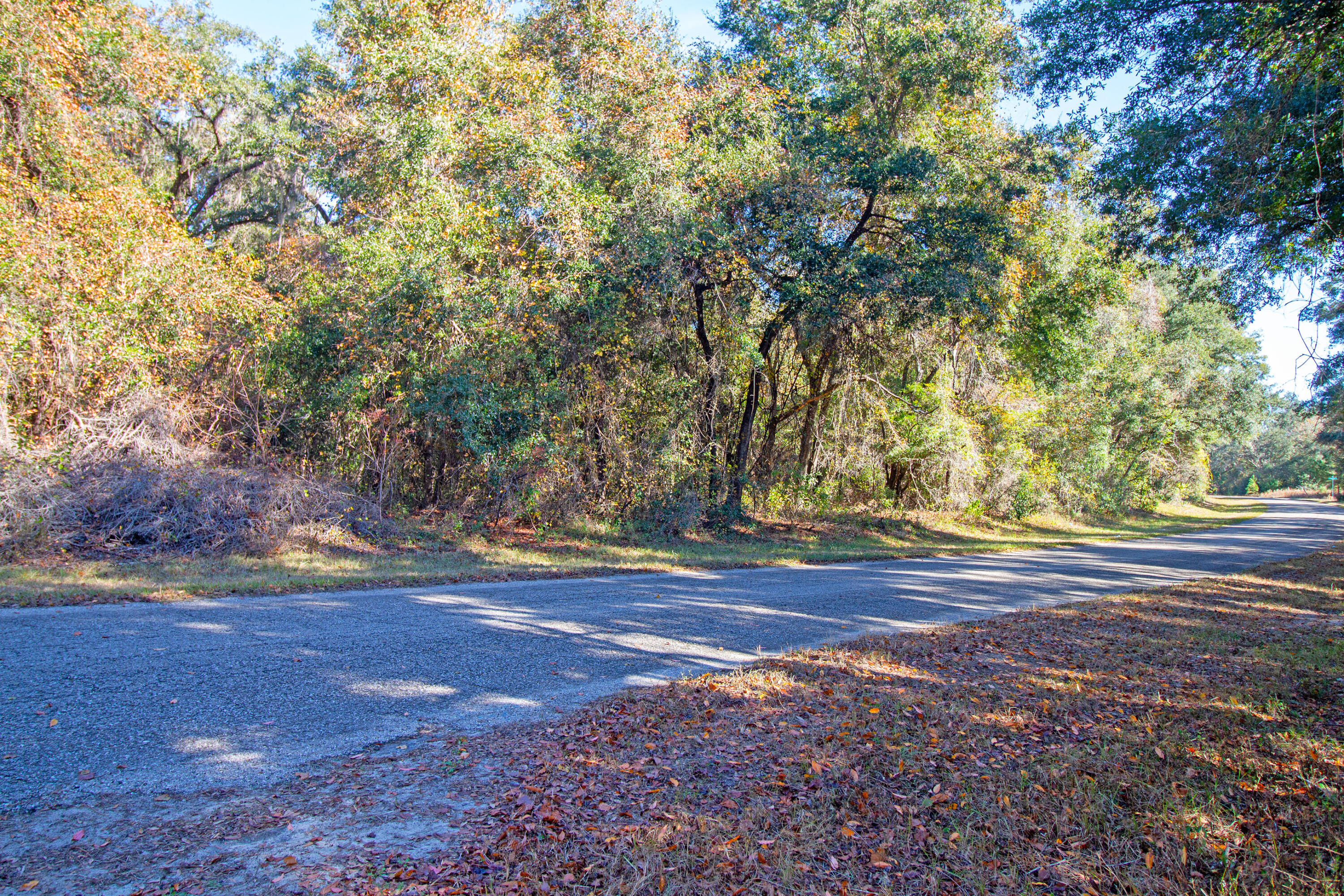 717 East Noah Lane Citrus Springs, FL 34434 - Photo 5 of 23 a view of a yard with large trees