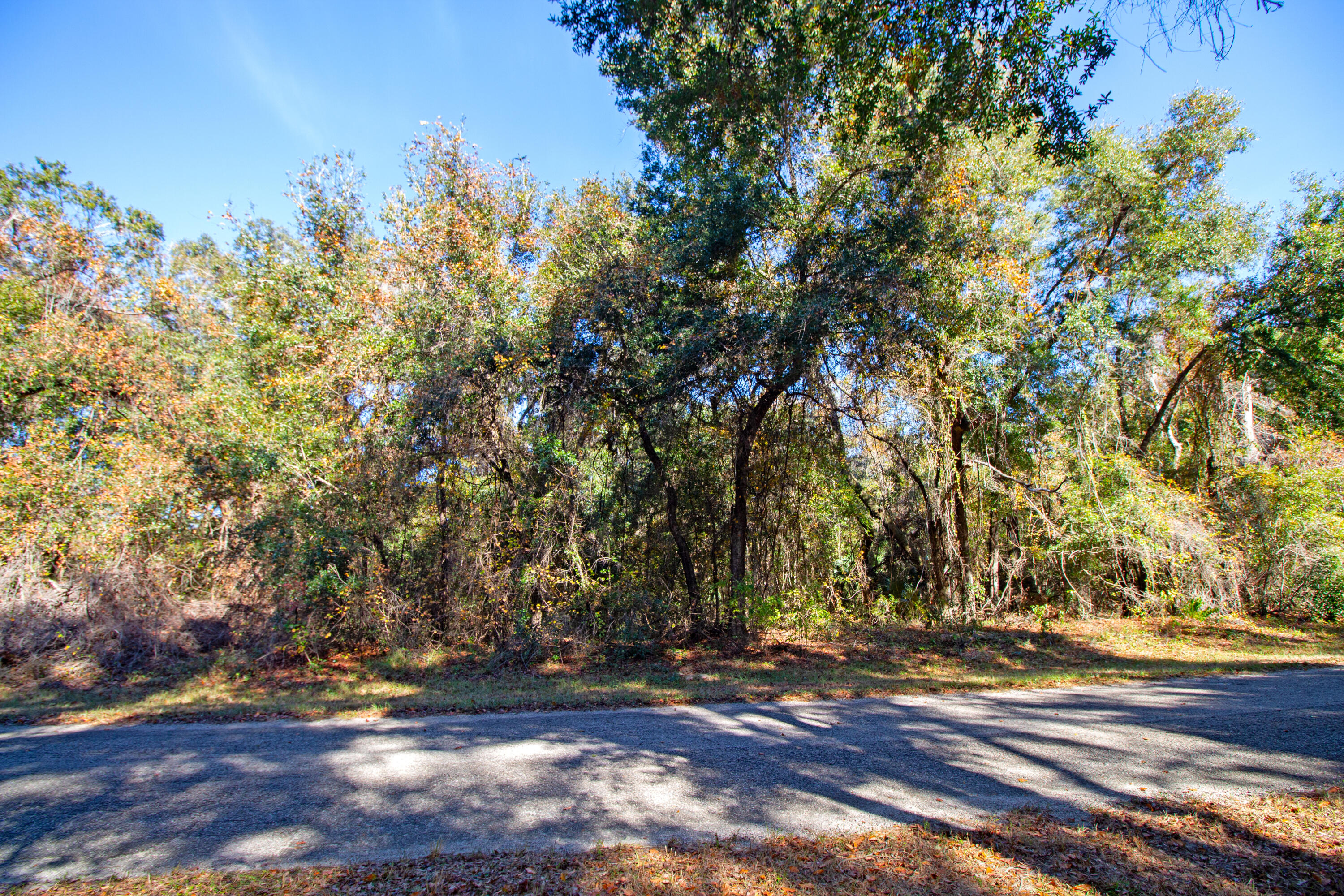 717 East Noah Lane Citrus Springs, FL 34434 - Photo 6 of 23 a view of yard