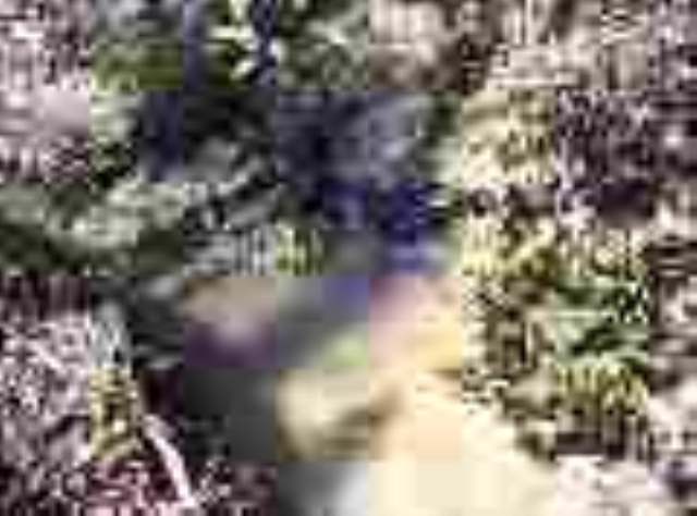 0 Wolf Creek Road Easley, SC 29640 - Photo 2 of 5