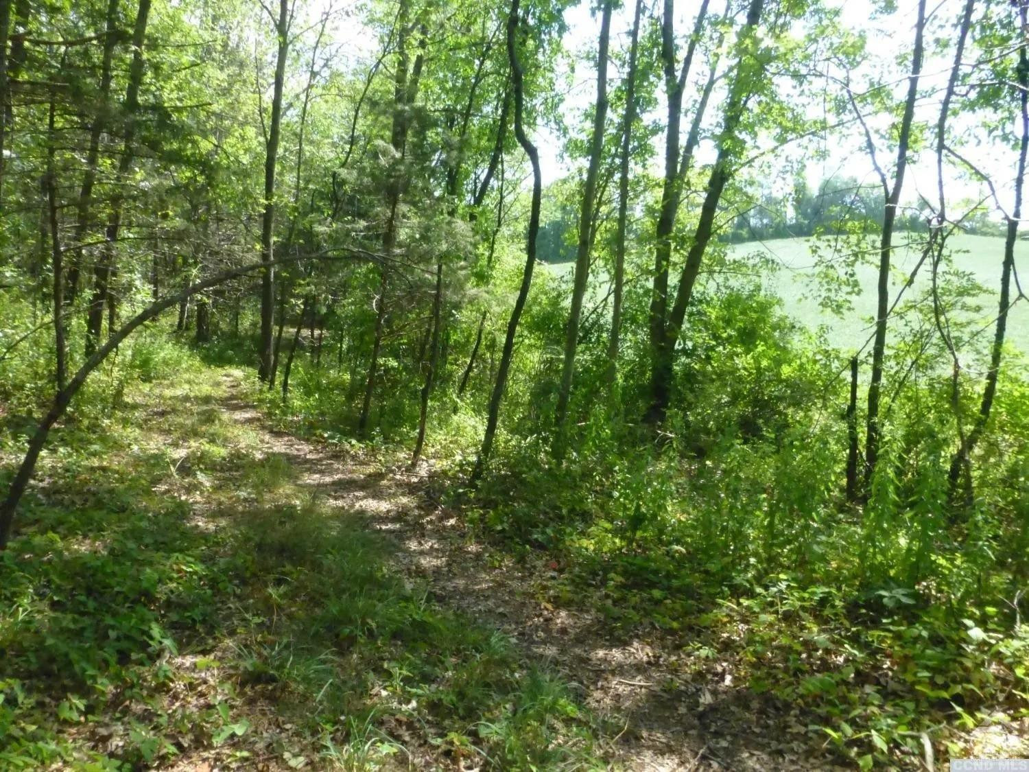 0 Dam Road Pine Plains, NY 12567 - Photo 22 of 25 a view of forest