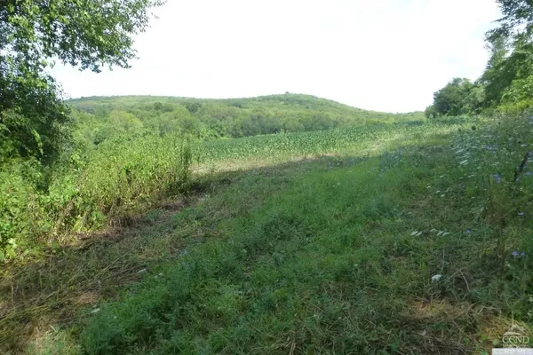 a view of a big yard with plants and large trees