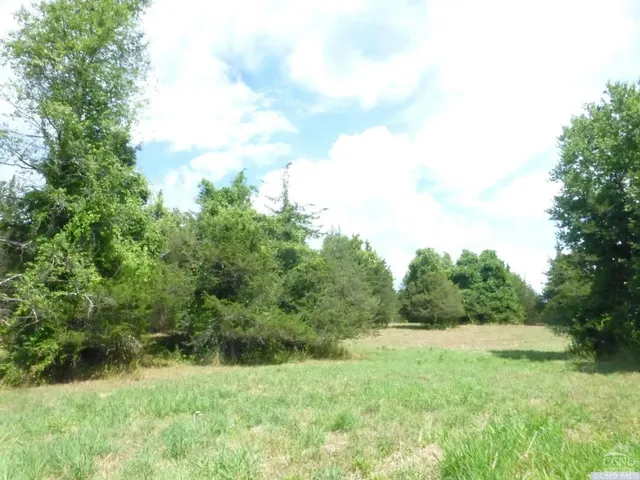 a view of a lush green forest