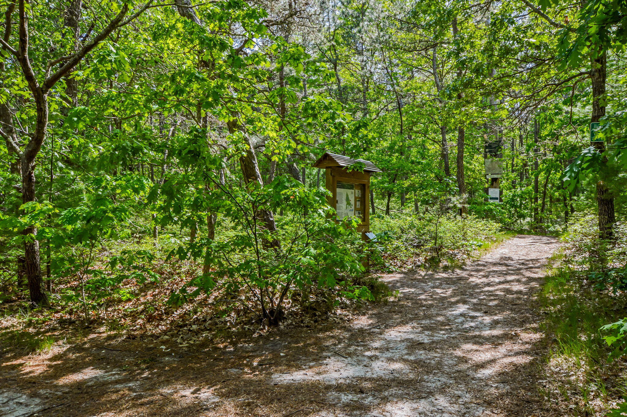 290 Cotuit Bay Drive Cotuit, MA 02635 - Photo 49 of 55 a view of a garden with a tree