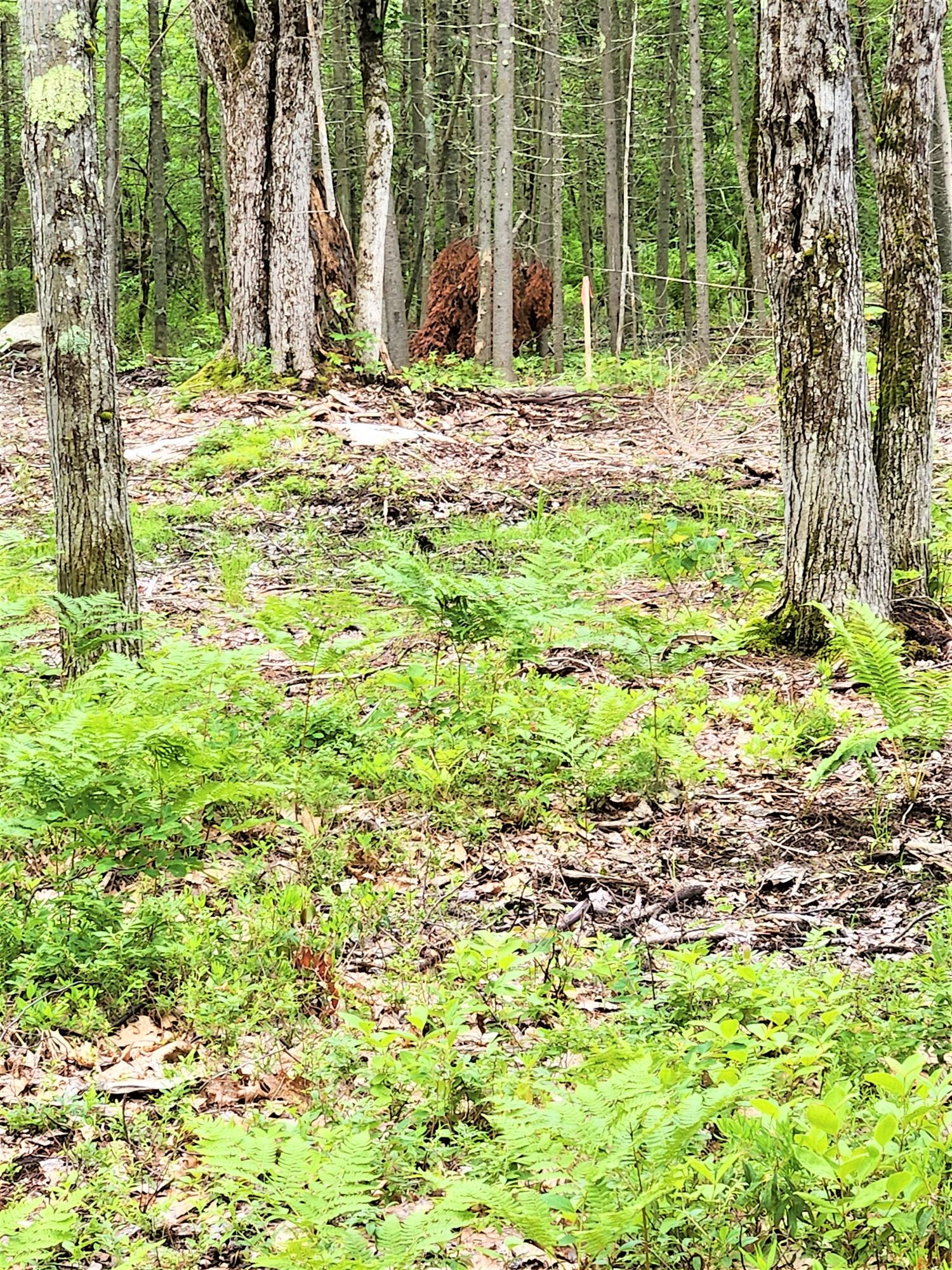 Lot# Owls Nest Road, Unit A Shapleigh, ME 04076 - Photo 3 of 5 bedell 3