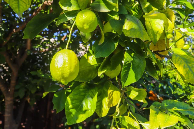 a view of a garden with plants and large trees