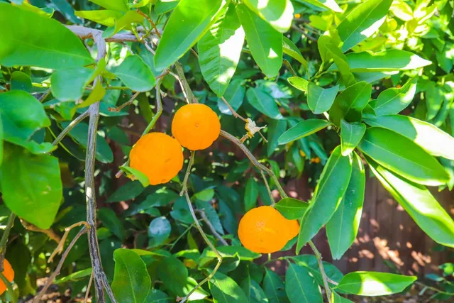 a view of a yard with an outdoor space