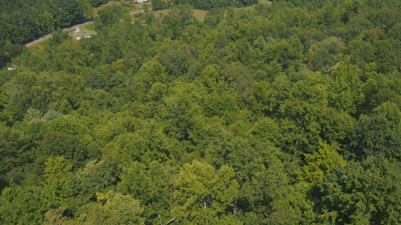 1795 Sawmill Road Ferrum, VA 24088 - Photo 3 of 11 a view of a lush green forest with large trees
