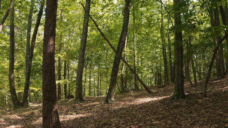 1795 Sawmill Road Ferrum, VA 24088 - Photo 5 of 11 a view of a forest that has large trees
