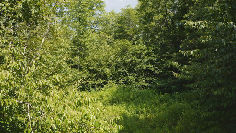 1795 Sawmill Road Ferrum, VA 24088 - Photo 6 of 11 a view of a lush green forest with large trees