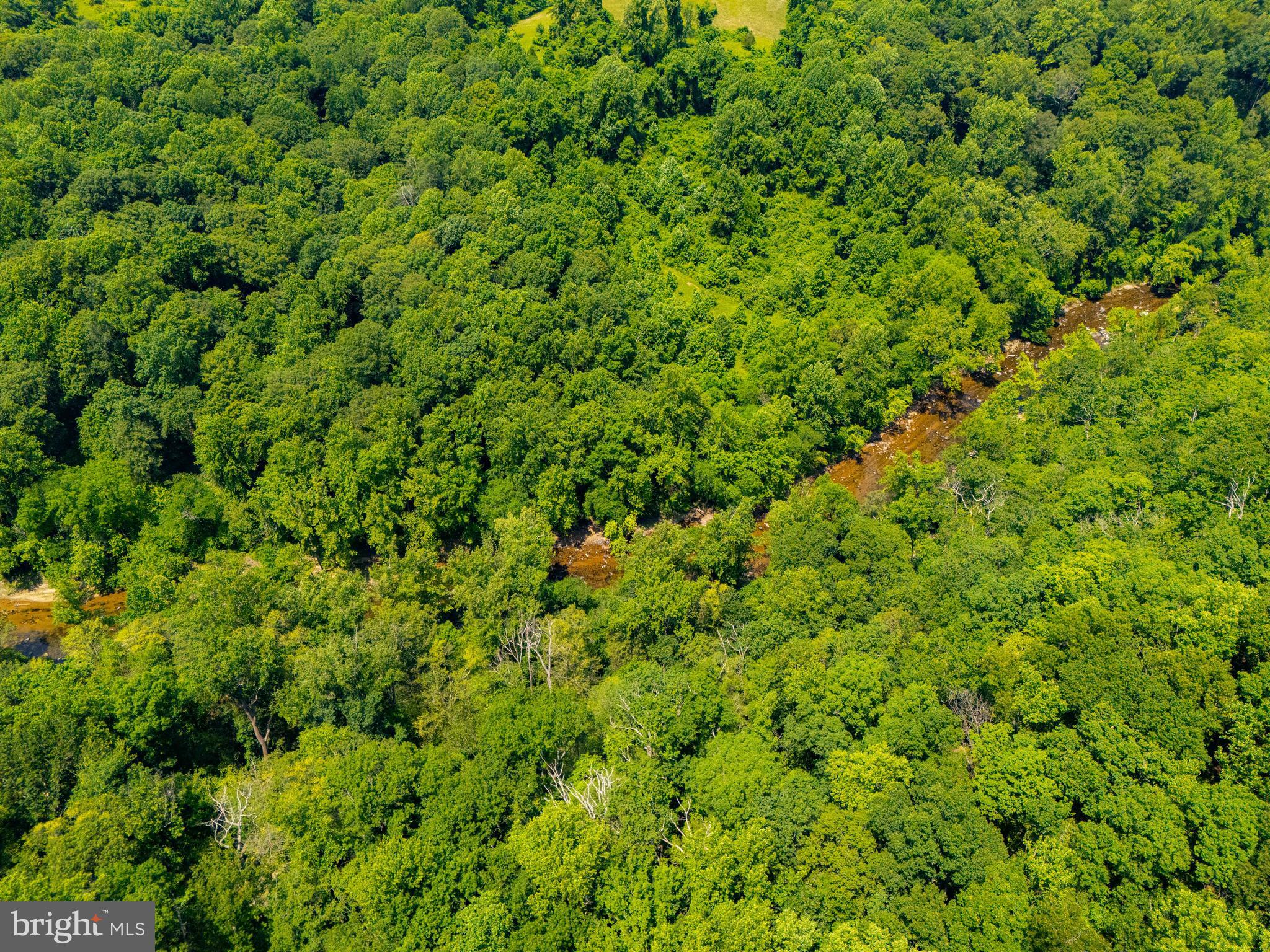 3743 Schroeder Avenue Perry Hall, MD 21128 - Photo 53 of 60 a view of a lush green forest with a tree