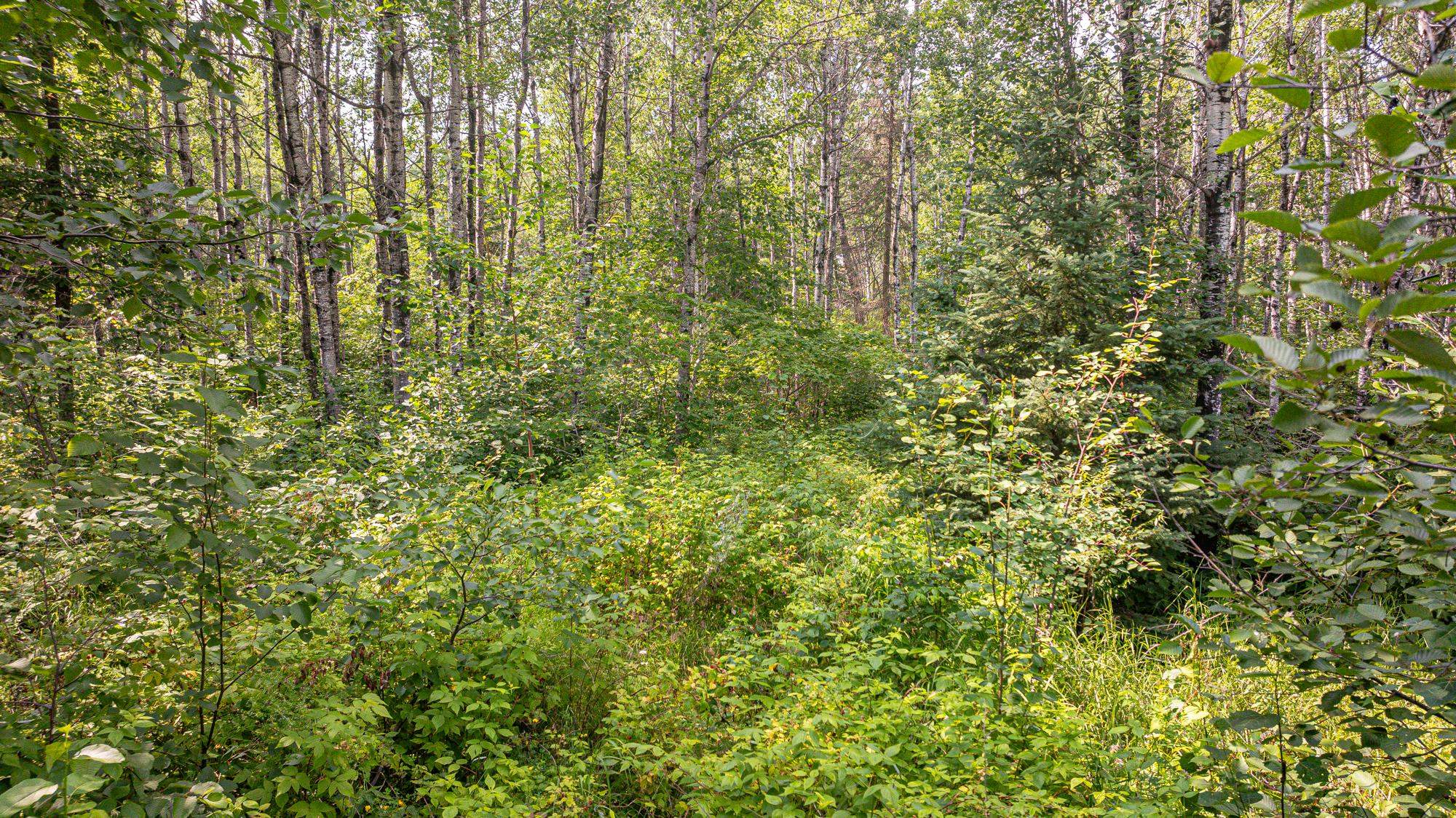 Tbd Tbd Souja Road Ely, MN 55731 - Photo 12 of 38