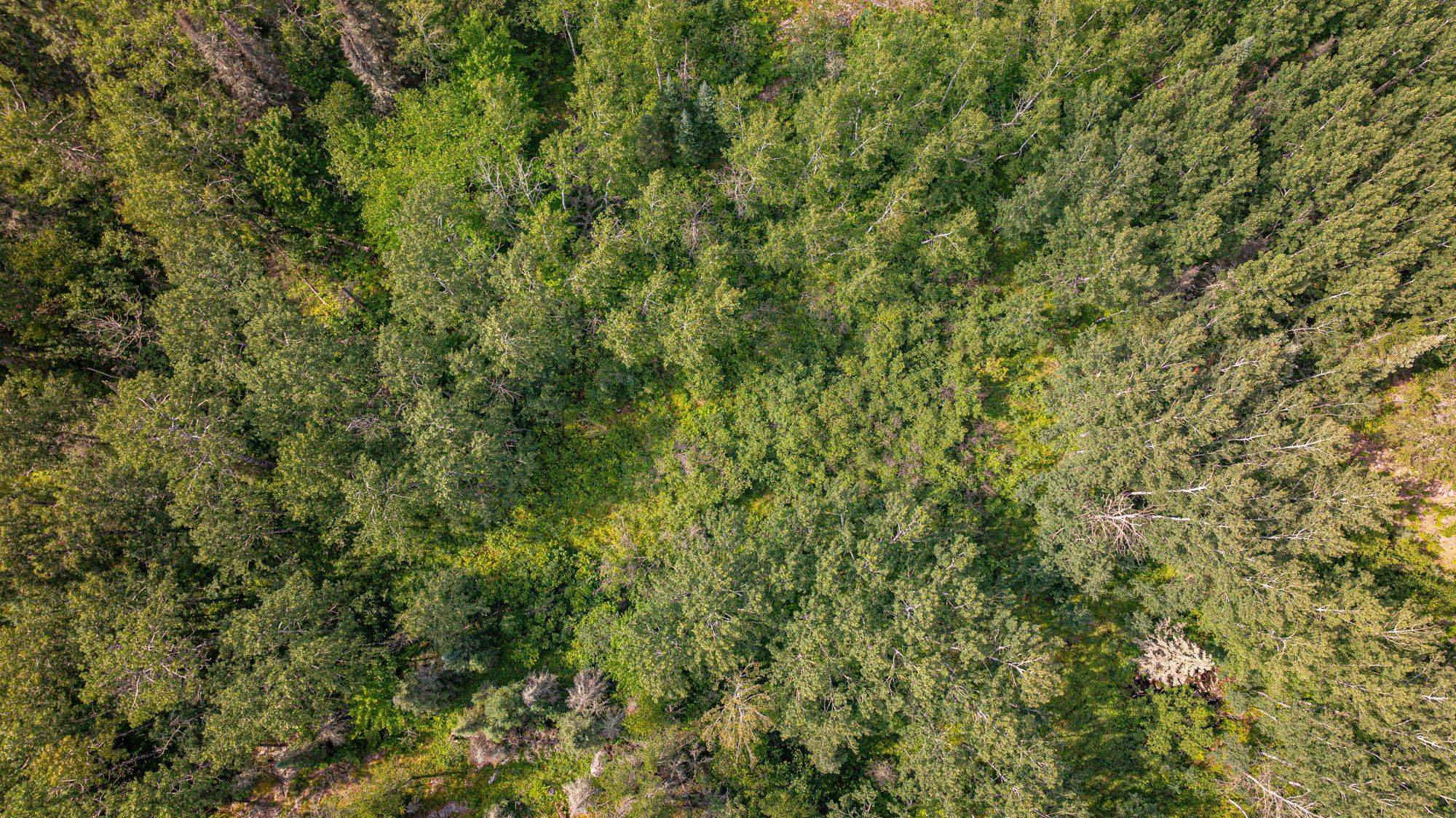 Tbd Tbd Souja Road Ely, MN 55731 - Photo 23 of 38