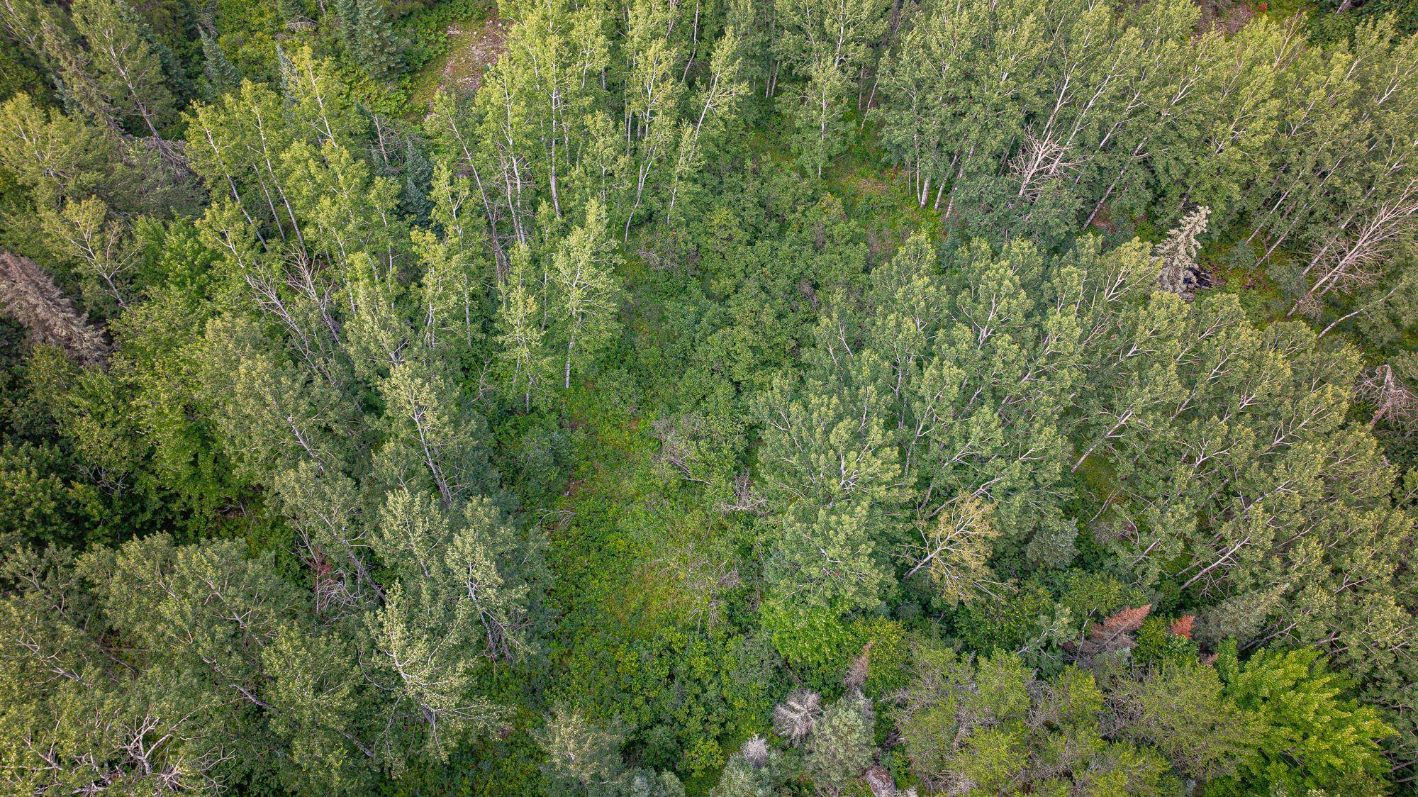 Tbd Tbd Souja Road Ely, MN 55731 - Photo 36 of 38