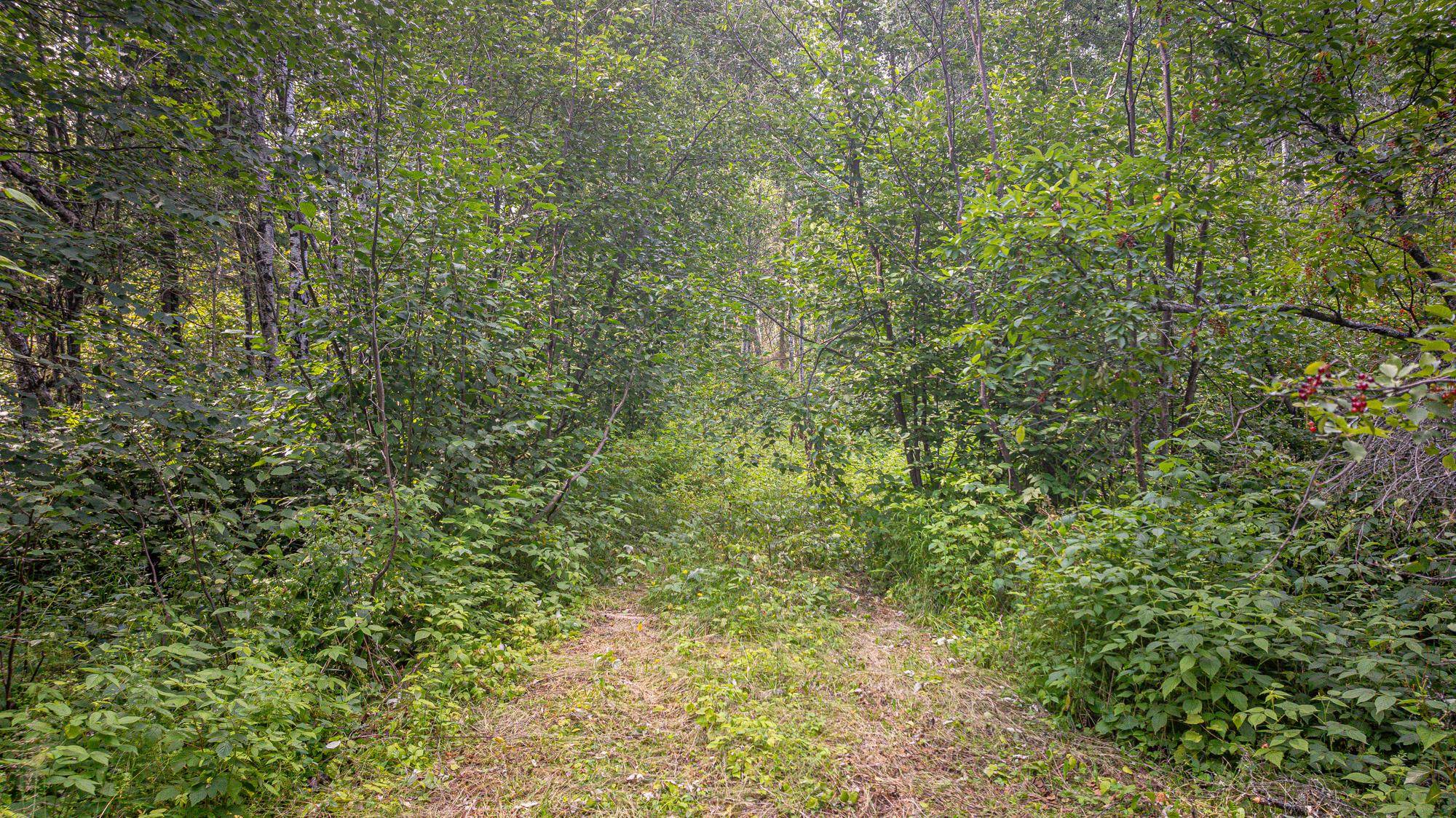 Tbd Tbd Souja Road Ely, MN 55731 - Photo 10 of 38