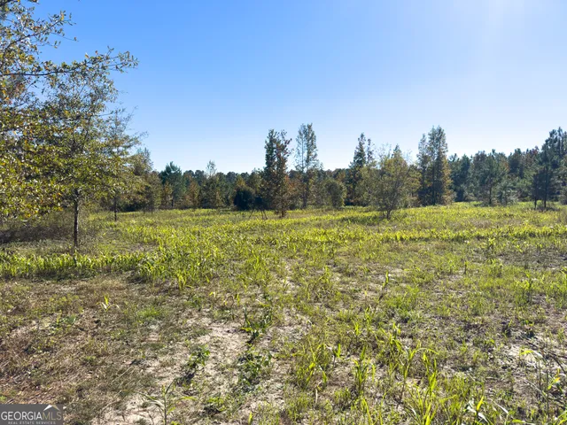 a view of a tree in a yard