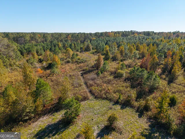a view of a yard with plants and large trees