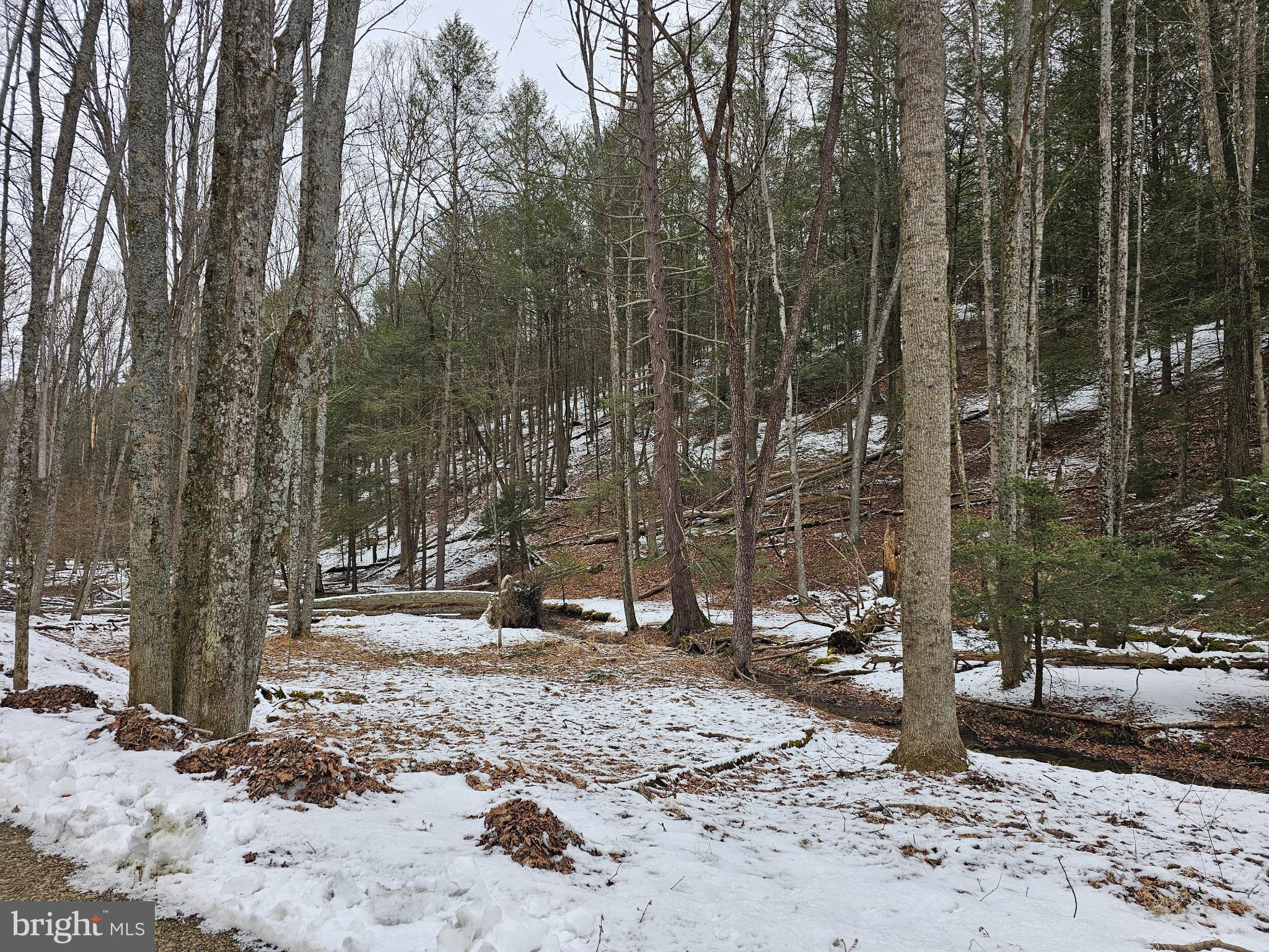 a view of a forest filled with trees