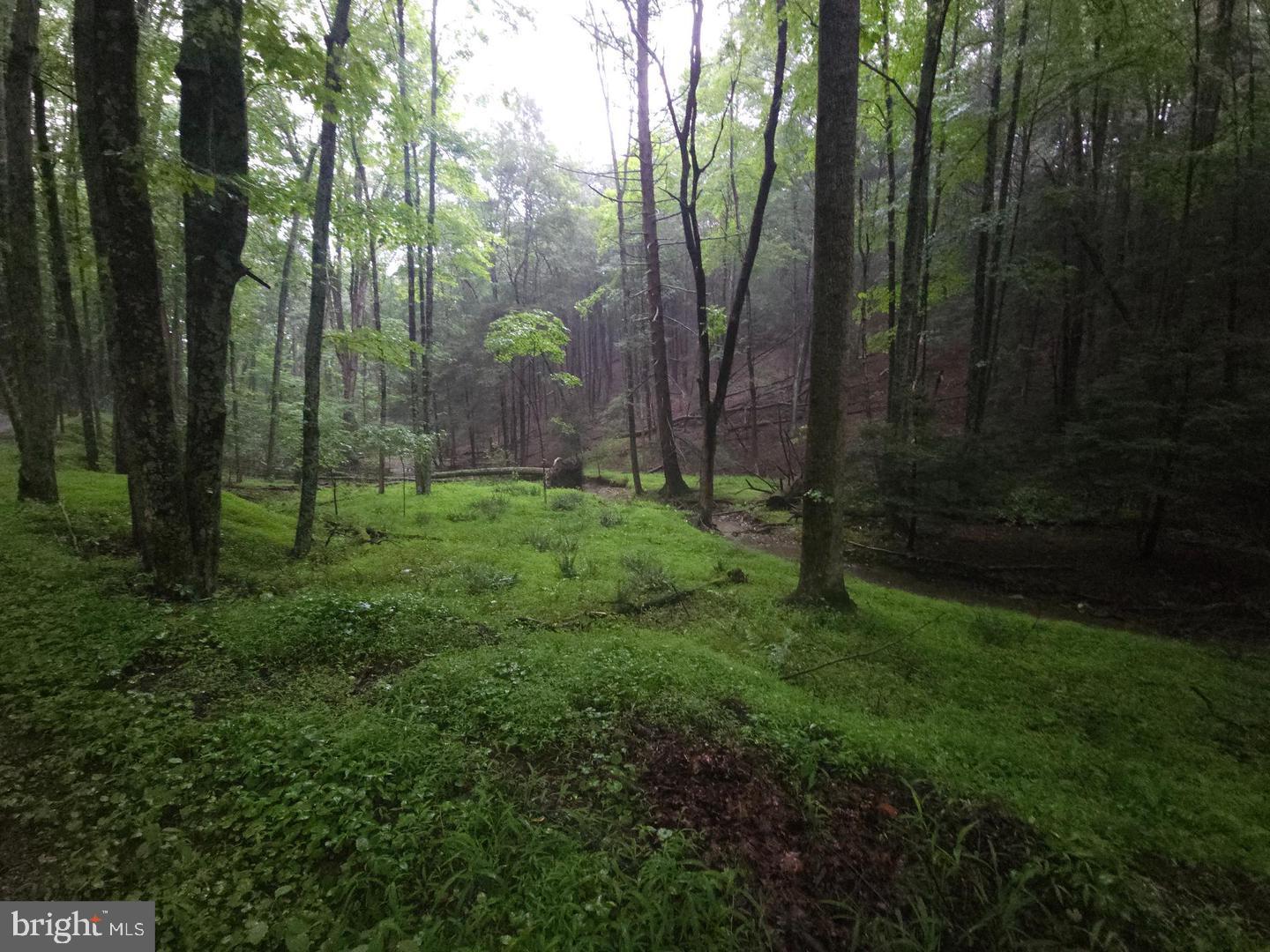 Lush forest glade after a gentle rain.