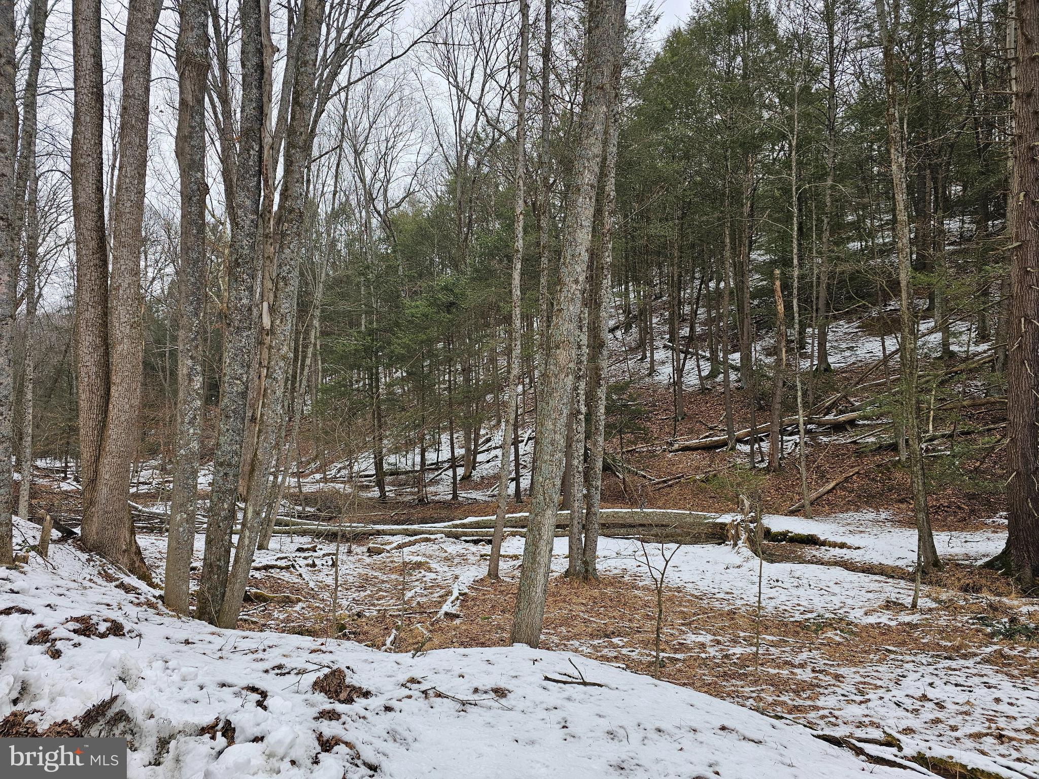 0 Spriggle Road Elliottsburg, PA 17024 - Photo 3 of 18 a view of a park with large trees